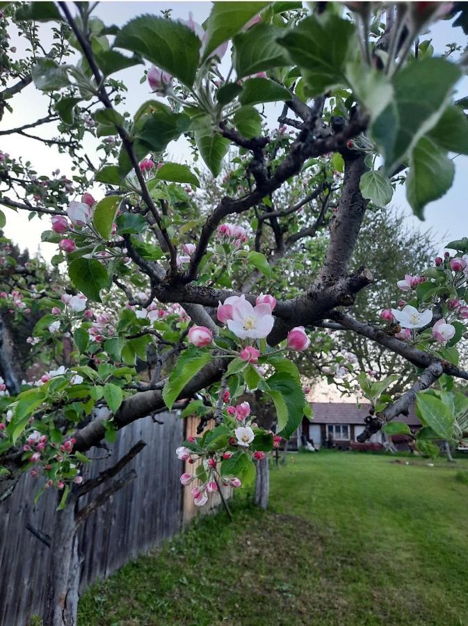 Karacsony Guest House Lunca de Sus 외부 사진